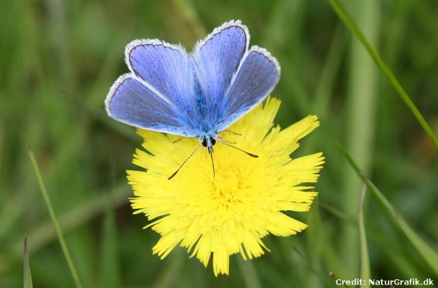 Common blue