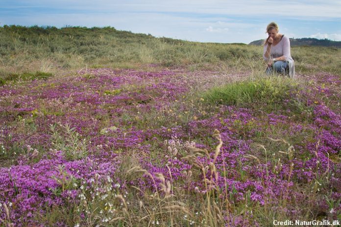 danish_nature