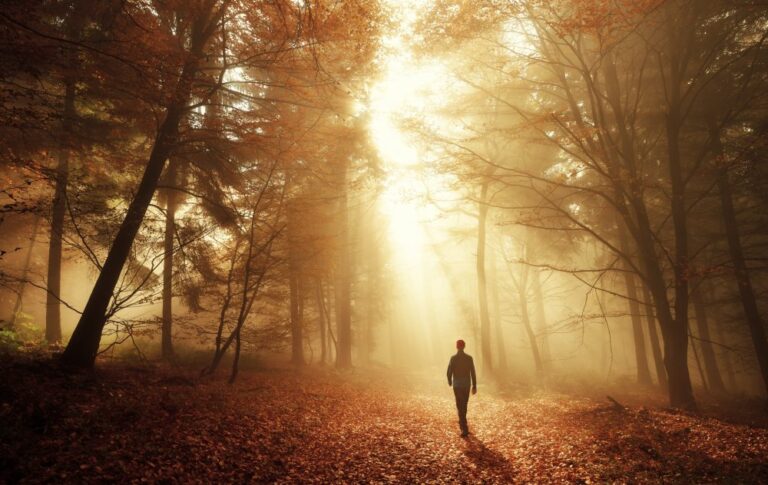 The area of ​​Danish forests is growing