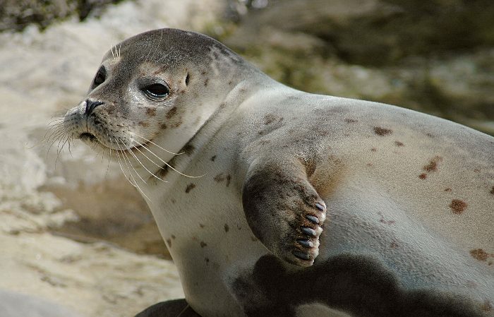 At the Wadden Sea you will find Denmark’s largest population of harbour seals