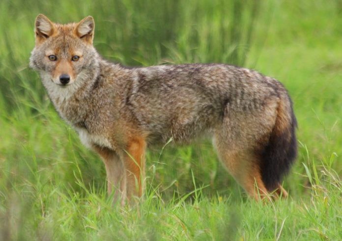 jackal