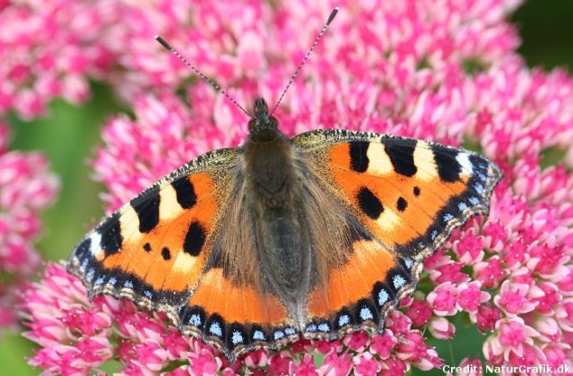 The Small Tortoiseshell