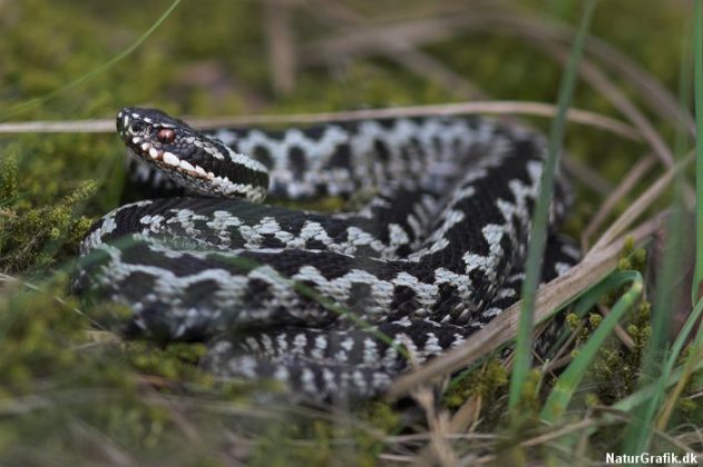 snakes-in-denmark-wild-about-denmark