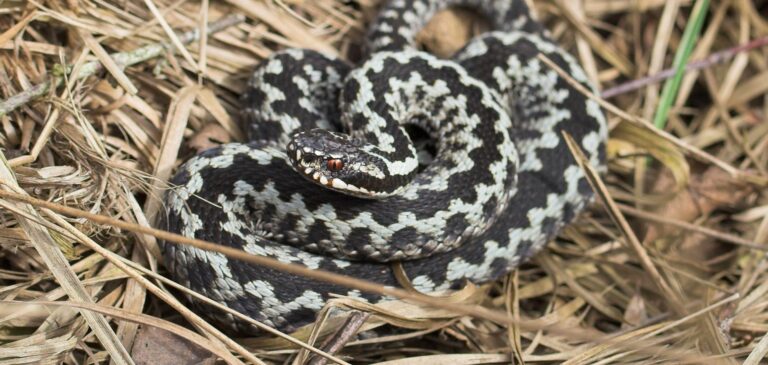 Snakes in Denmark