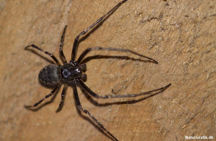 Orb-weaver Spider (Nuctenea umbratica)
