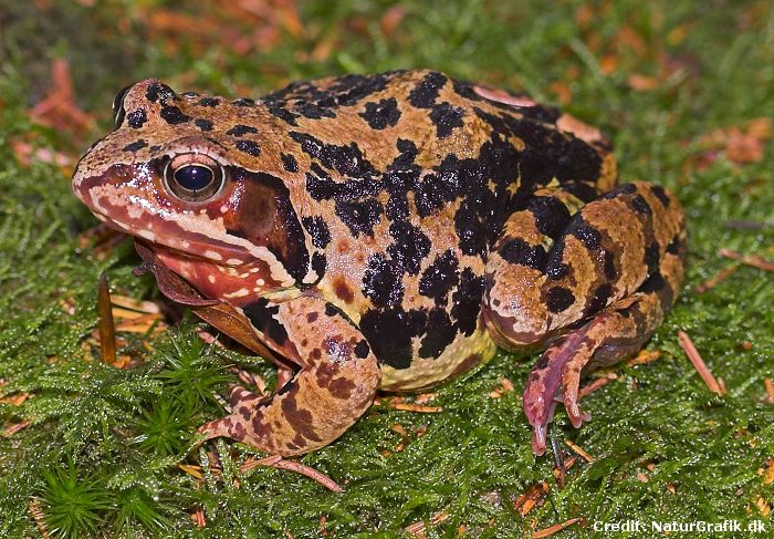 The most common frog in Denmark