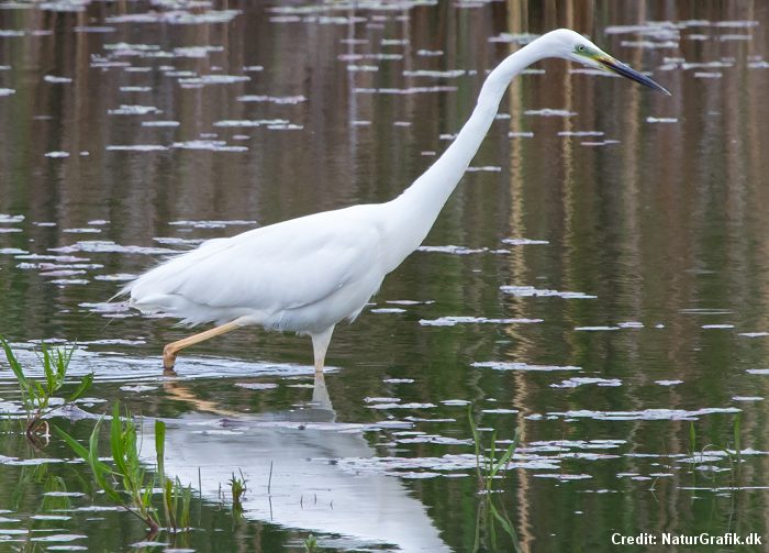 Stedord Havn Ren The great egrets have gone north and are now a new breeding species in  Denmark. - Wild About Denmark