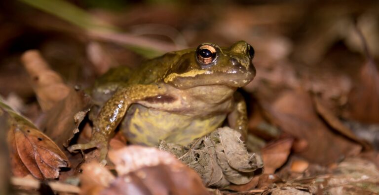 The common brown frog
