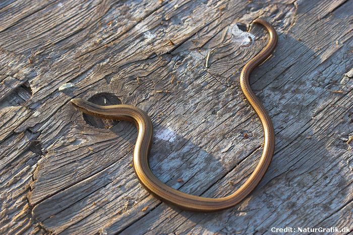 Slow worm
