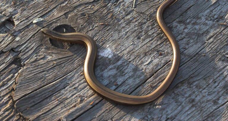 The Slow-worm – the legless lizard