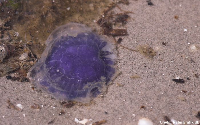 the blue jellyfish or bluefire jellyfish