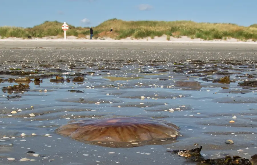 Lion's mane jellyfish