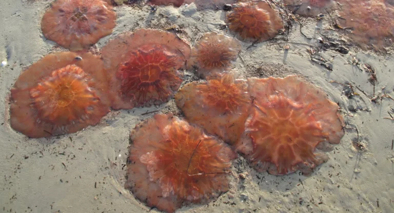 Jellyfish along the Danish shores