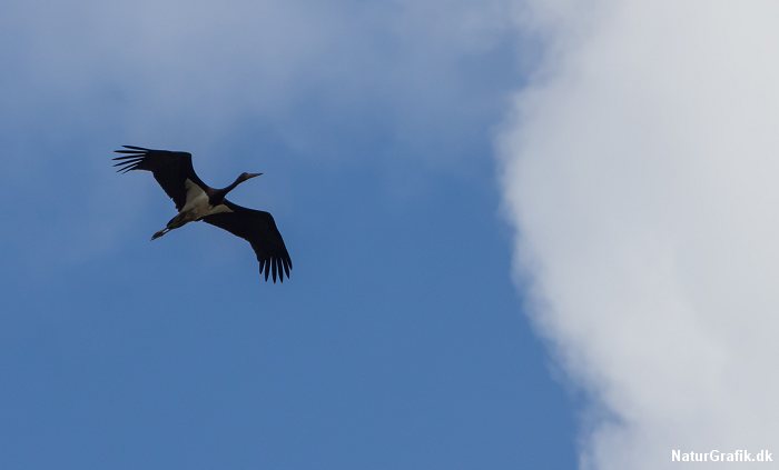 Black stork at Skagen.