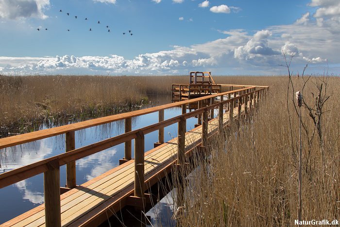 Boardwalks at Vejlerne Nature Reserve. 