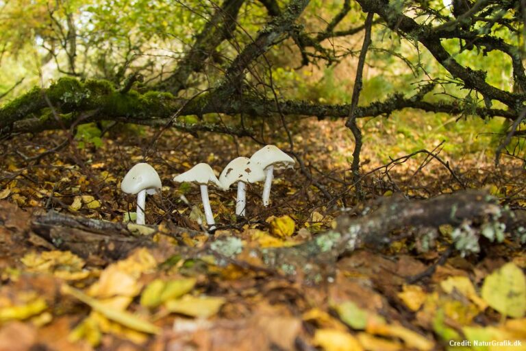 Denmark's most poisonous mushroom. Wild About Denmark