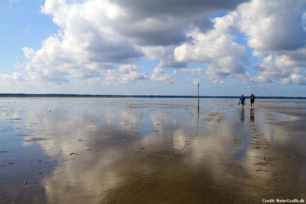 The Danish Wadden Sea – one of the world’s most valuable tidal areas ...