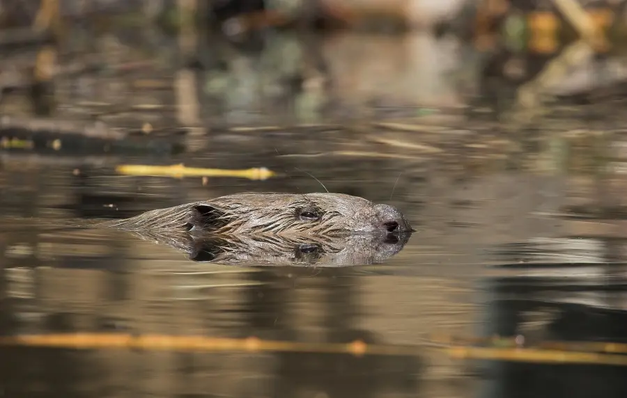 Beavers in Denmark