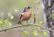 Chaffinch in Spring