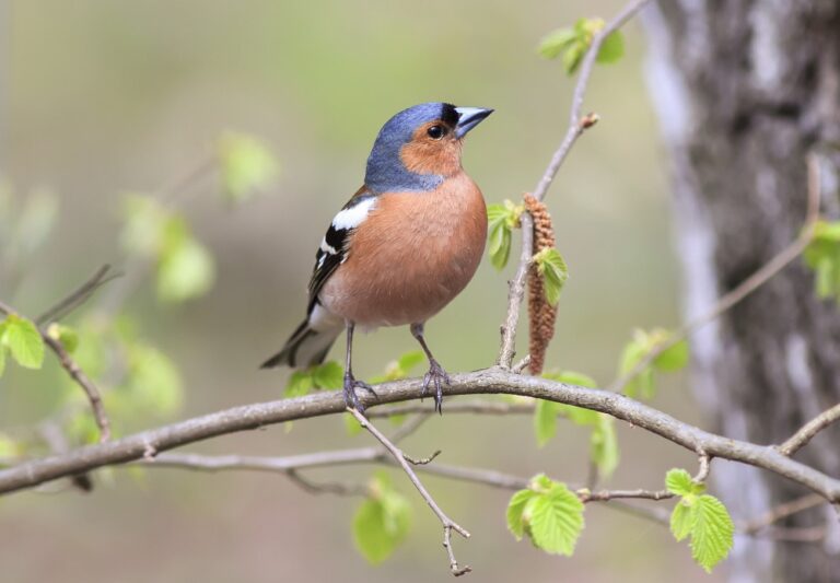 Springtime in Denmark: Nature Awakens in the Most Magical Way