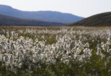 Cottongrass, Greenland