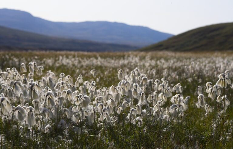 Wildlife in Greenland