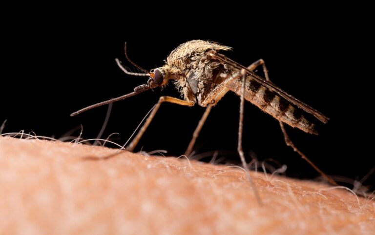 Are there many mosquitoes in Denmark?