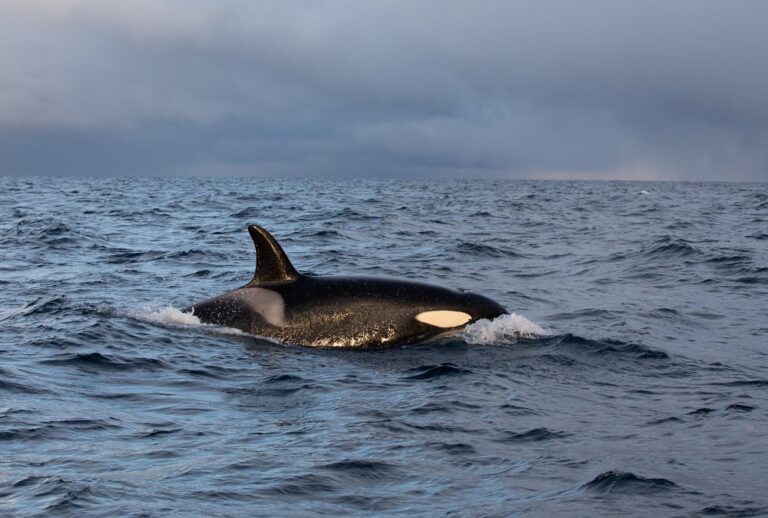 Increasing number of killer whales in Danish waters