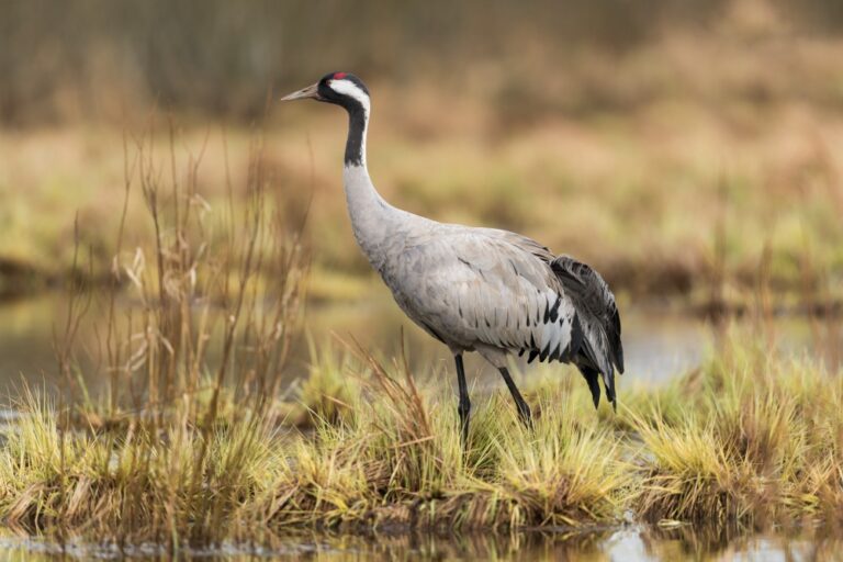 The crane – an emblem of wilderness and a conservation success