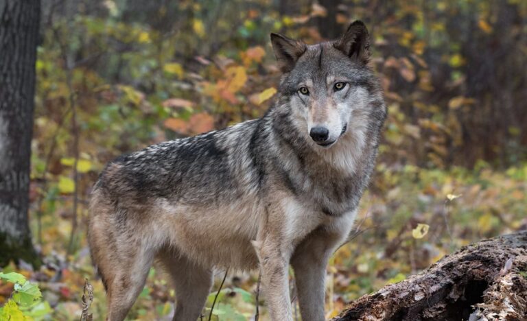 Wolf population in Denmark reaches highest level in recent times