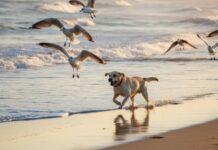 Dog chasing a flock of seagulls
