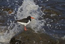 oystercatcher