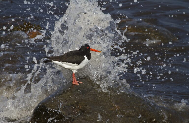 New rock reefs to support Danish marine biodiversity