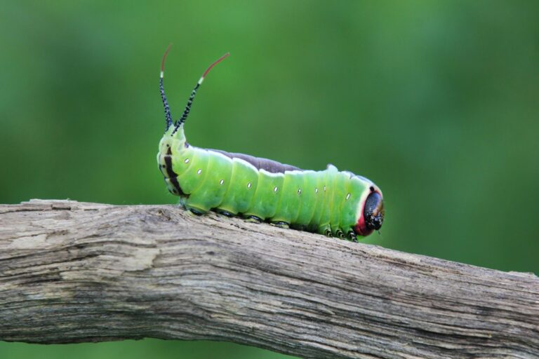 Colorful Caterpillars