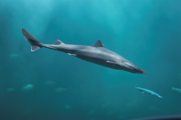 Sharks are on the rise in the sea around Denmark