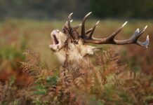 Red stag