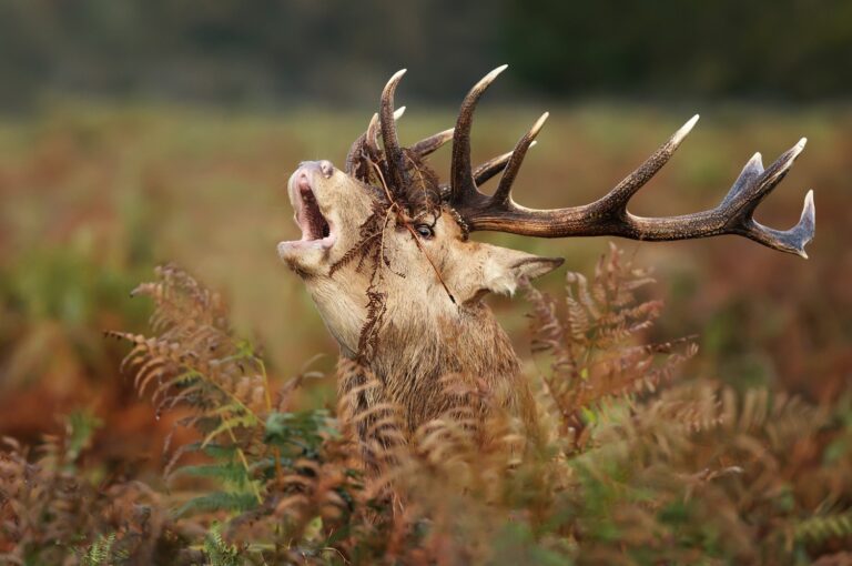 Rutting Season for The Red Deer – Denmark’s Majestic Giant