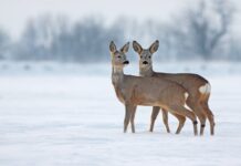 Roedeers