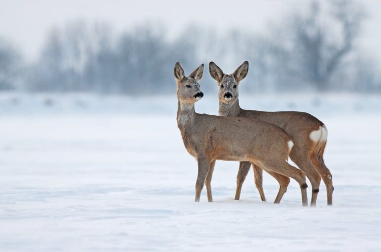 Denmark in Winter: A Quiet and Atmospheric Season
