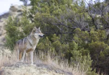 Wolf