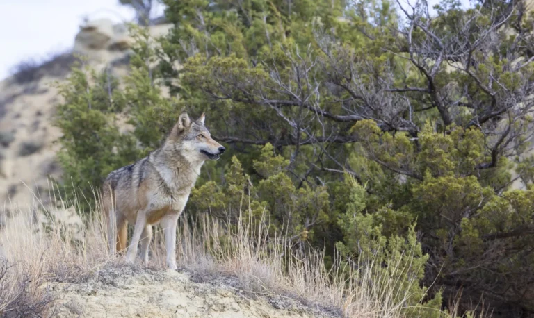 Fear or Facts? Why Wolves Keep Dividing Denmark