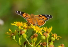 Painted Lady