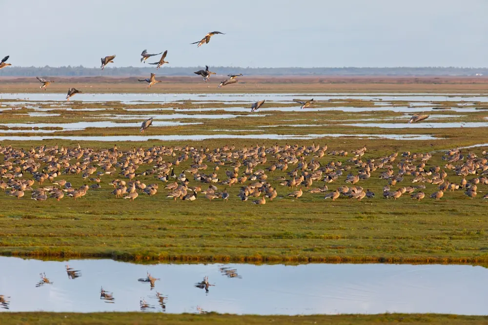 Hundreds of geese on a Danish salt meadow — a feeding stop on the migration route.