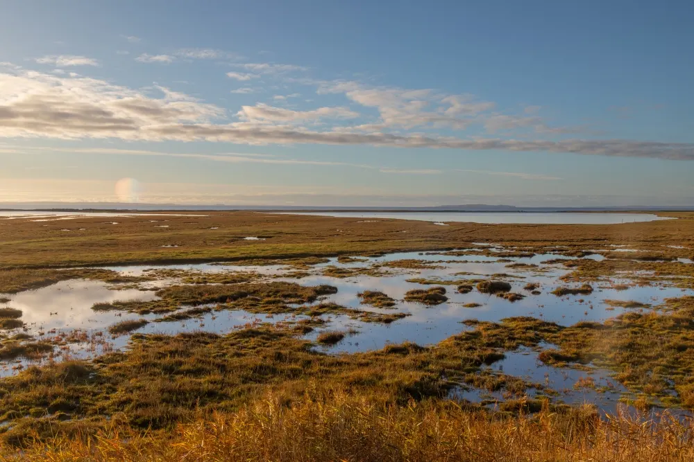 A salt meadow under water — the future of Denmark's coastal nature?